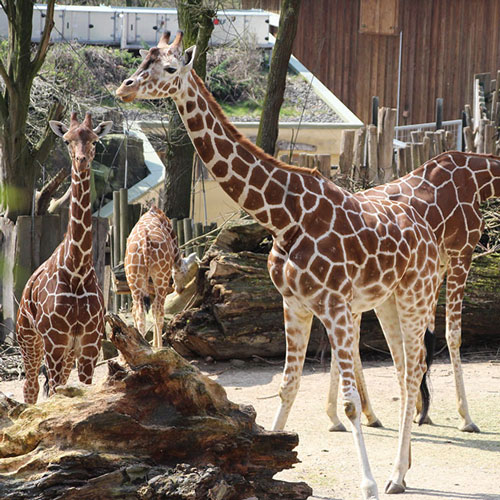 Zoo Osnabrück